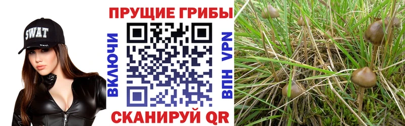Псилоцибиновые грибы MAGIC MUSHROOMS  Цивильск 